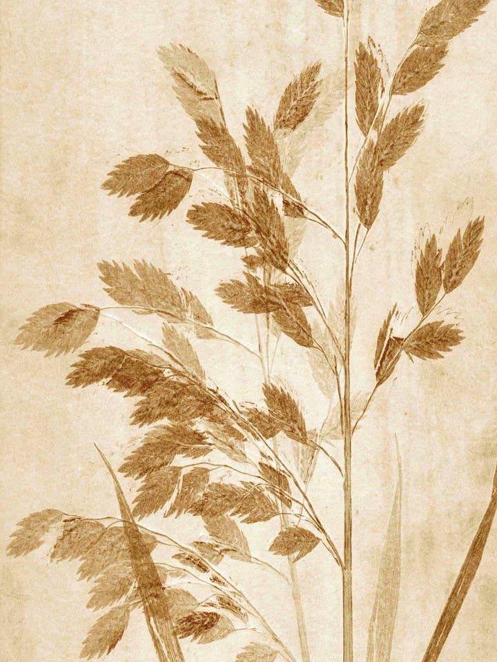 Wood Oats Ochre for wholesale by Pernille Folcarelli USA