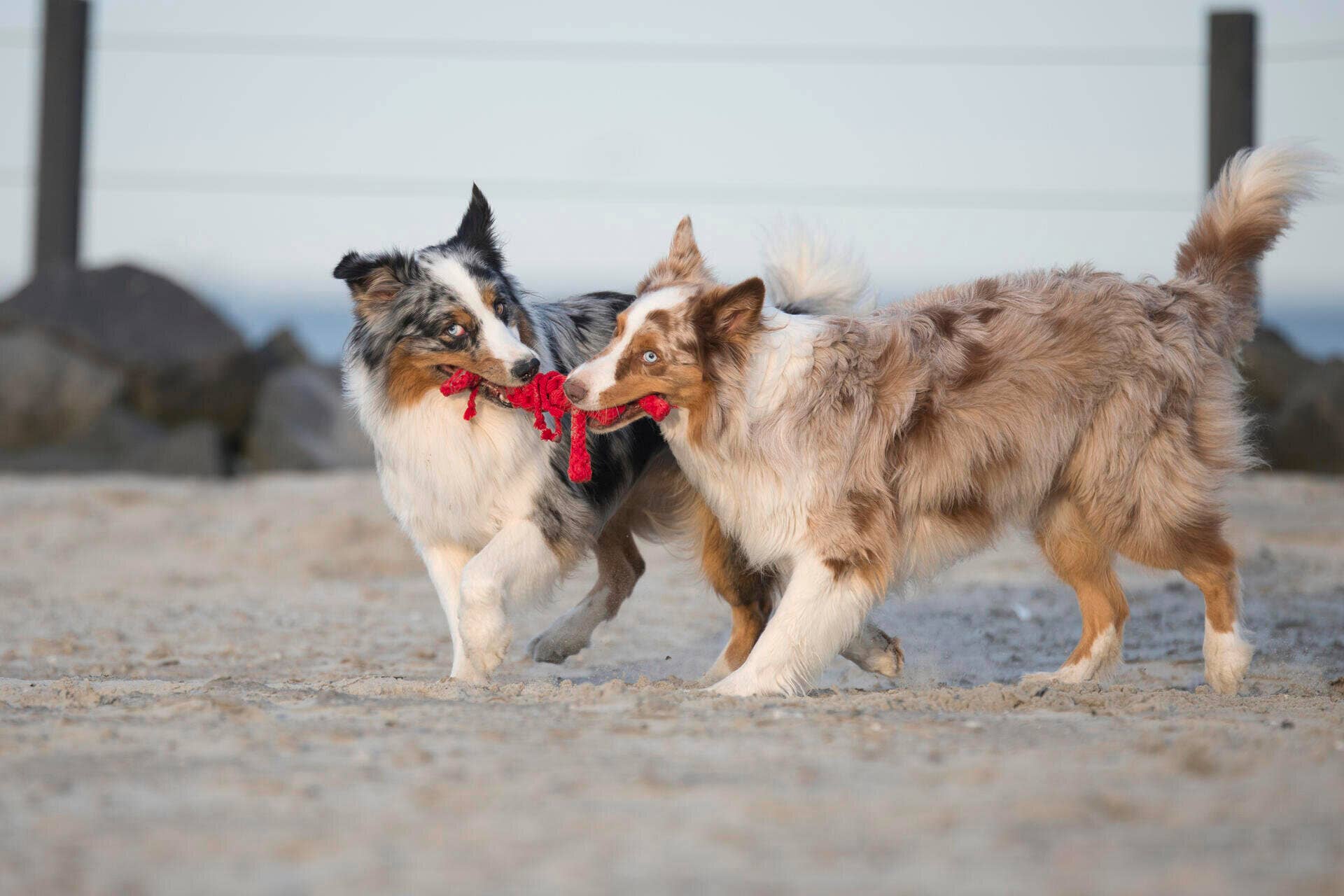 LABONI - Volentis GmbH - Vendita all'ingrosso Giocattolo di corda - Cani - Hugo Hummer7