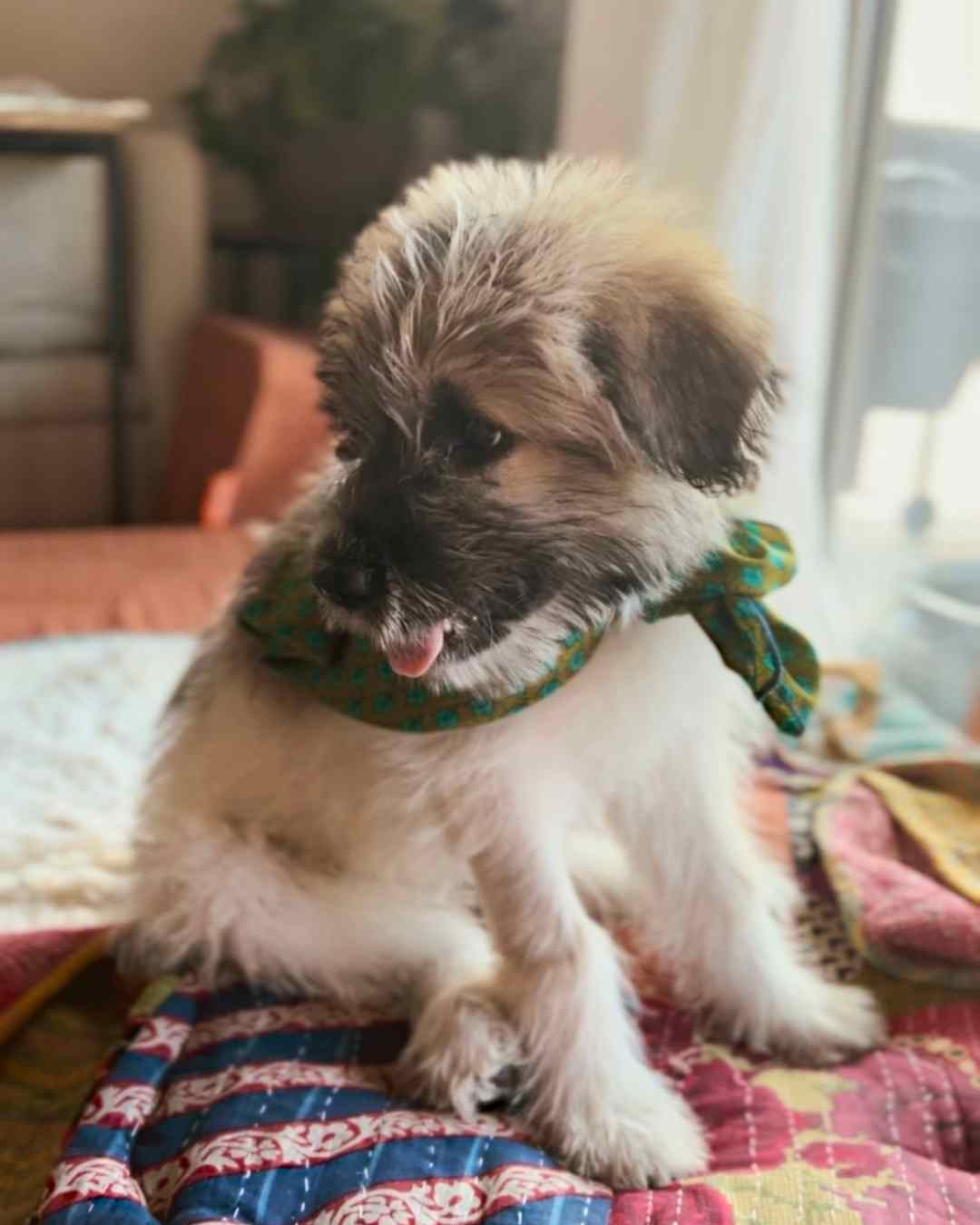 Wylder Trading Company - Wholesale Bandana - Unisex - Wyld Rag™ 100% Silk Bandana (36" x 36") | Oversized Wild Rag14