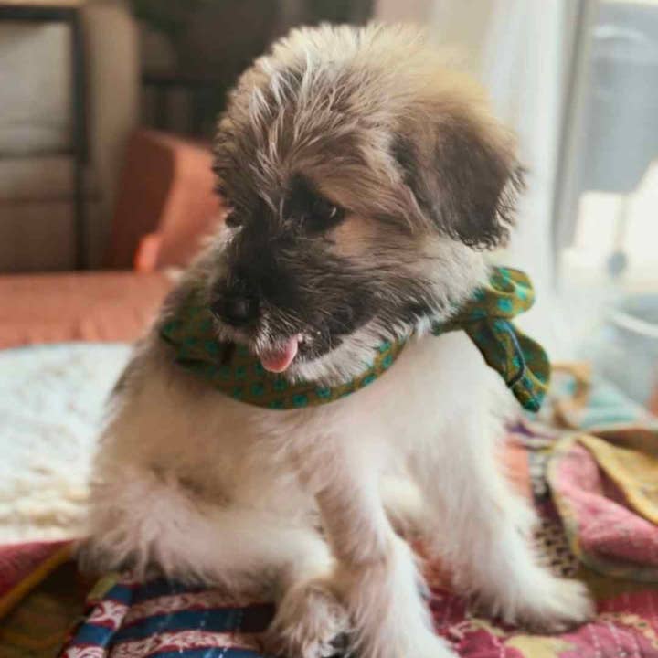 Wylder Trading Company - Wholesale Bandana - Unisex - Wyld Rag™ 100% Silk Bandana (36" x 36") | Oversized Wild Rag14