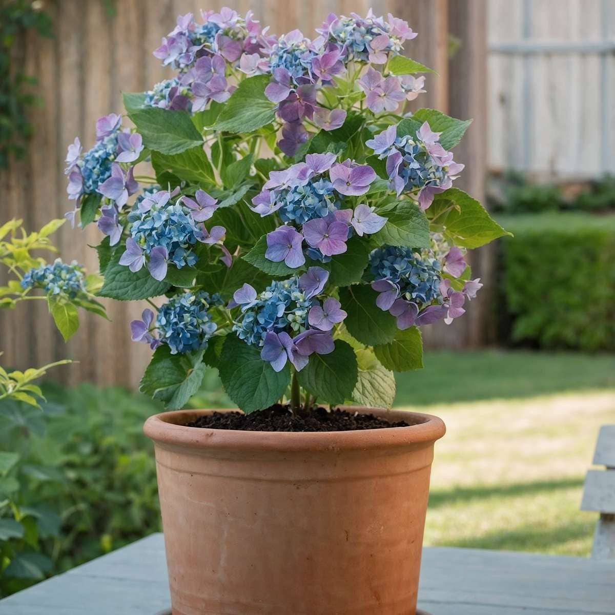 Oasis of Life - Vendita all'ingrosso Piante vive - Ortensia Hydrangea – 3 piante – Hydrangea macrophylla Teller 'Nizza' – Altezza 25–40cm – Ø9cm – Ortensia blu con grandi infiorescenze – Resistente al freddo & facile da curare – Per giardino, aiuola & vaso4