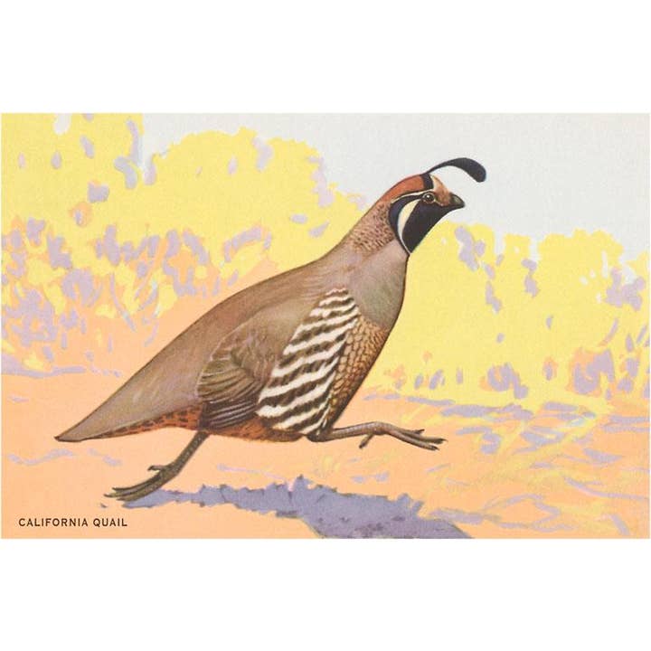 Greeting Card CA-08 California Quail for wholesale by Found Image Press