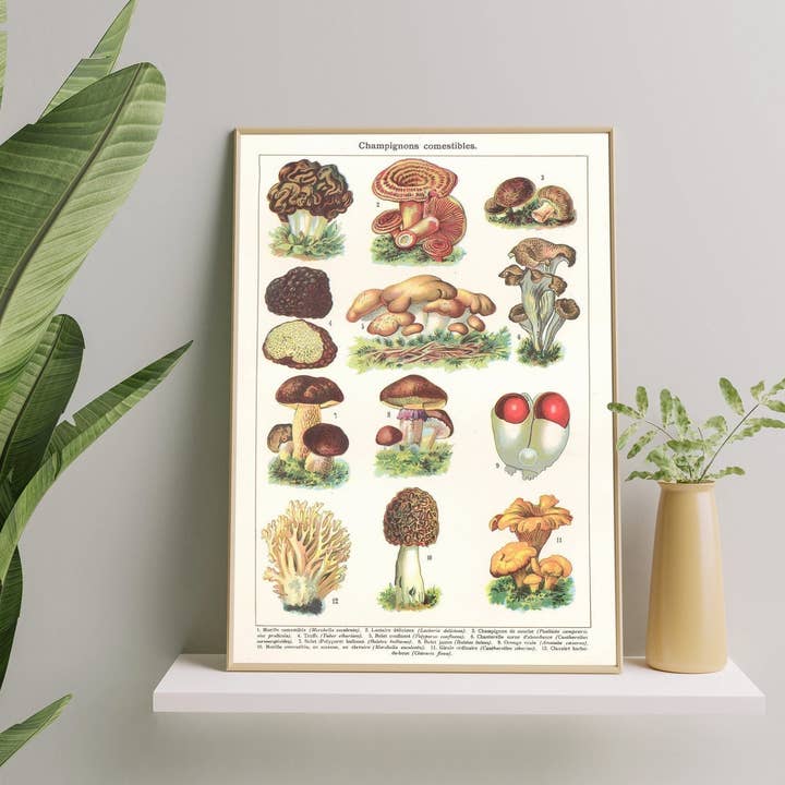 Stampa artistica di funghi commestibili | Illustrazione di funghi vintage per la vendita all'ingrosso da parte di INK & SONS