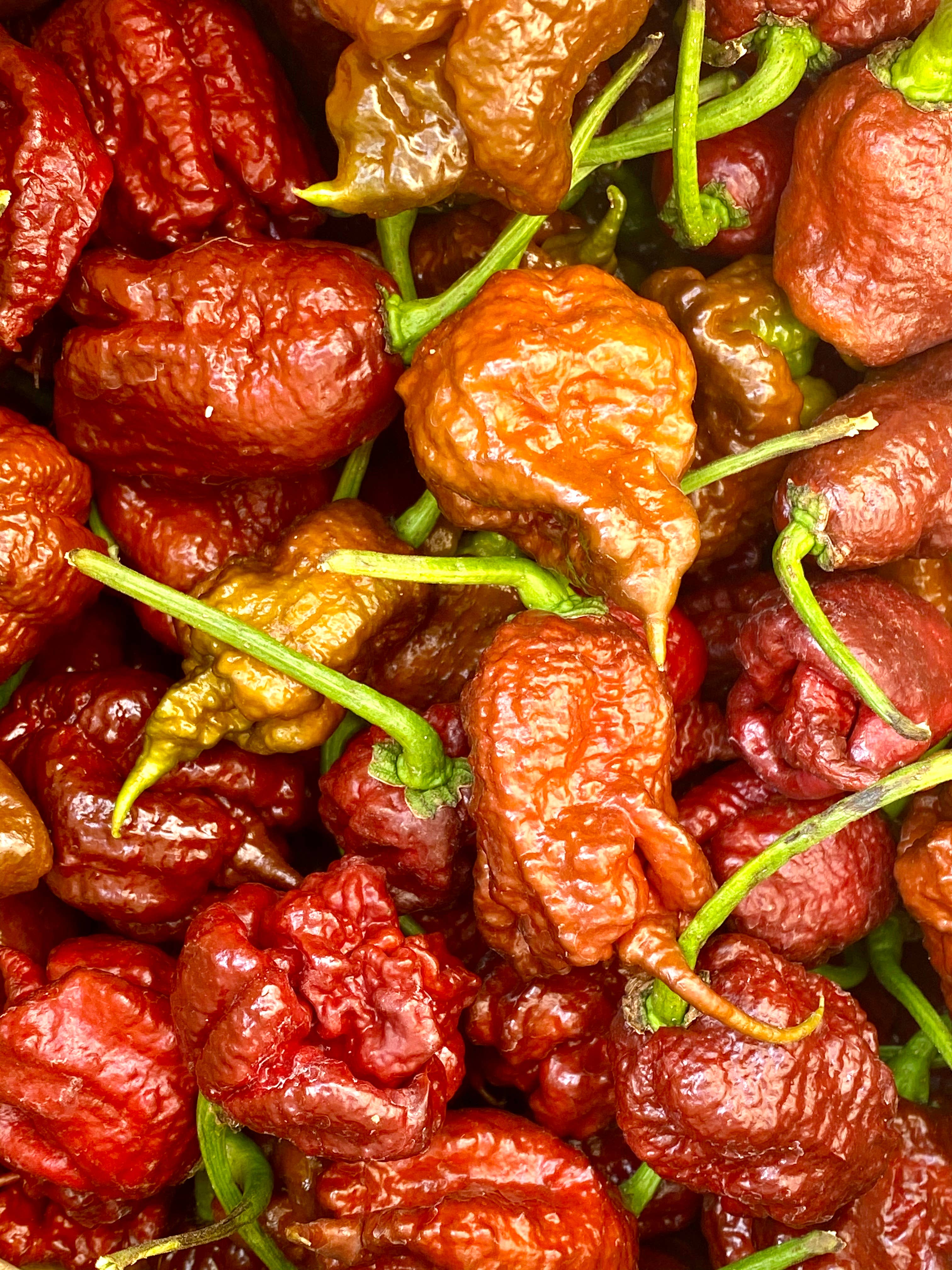 Weymouth 51 Hot Sauces – wholesale Hot sauce – Luxury Christmas Pudding hot chilli sauce 220ml2