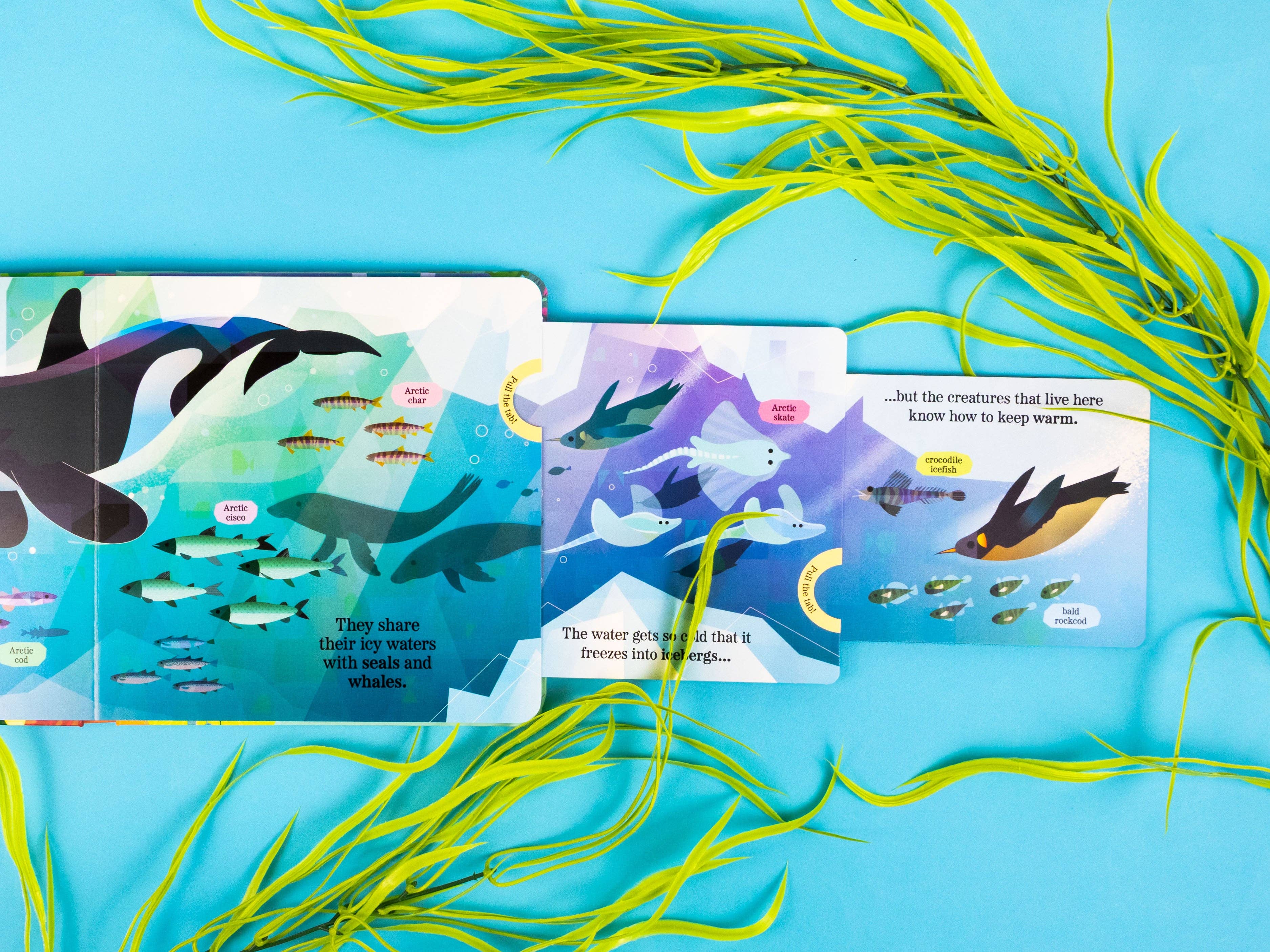 Robert Frederick Ltd – wholesale Pre-school book (3–5) – Fantastic Fish - My Nature Pull-Tab Board Book3