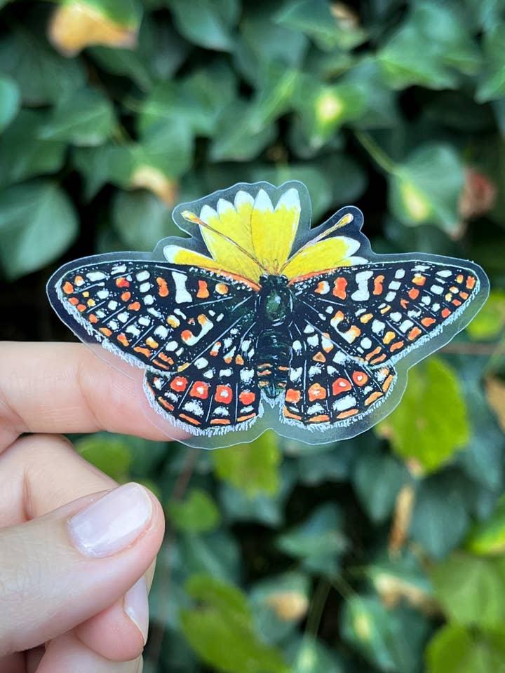 California Bay checkerspot butterfly sticker for wholesale by Hannah Moore Art