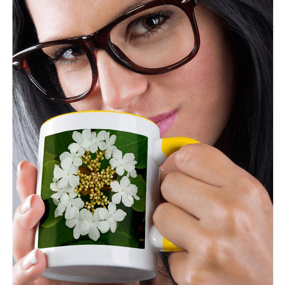 3dRose - Wholesale Coffee Mug - 3dRose, Canada, Ontario, Dorset. Flowers on hobblebush shrub., Mug1
