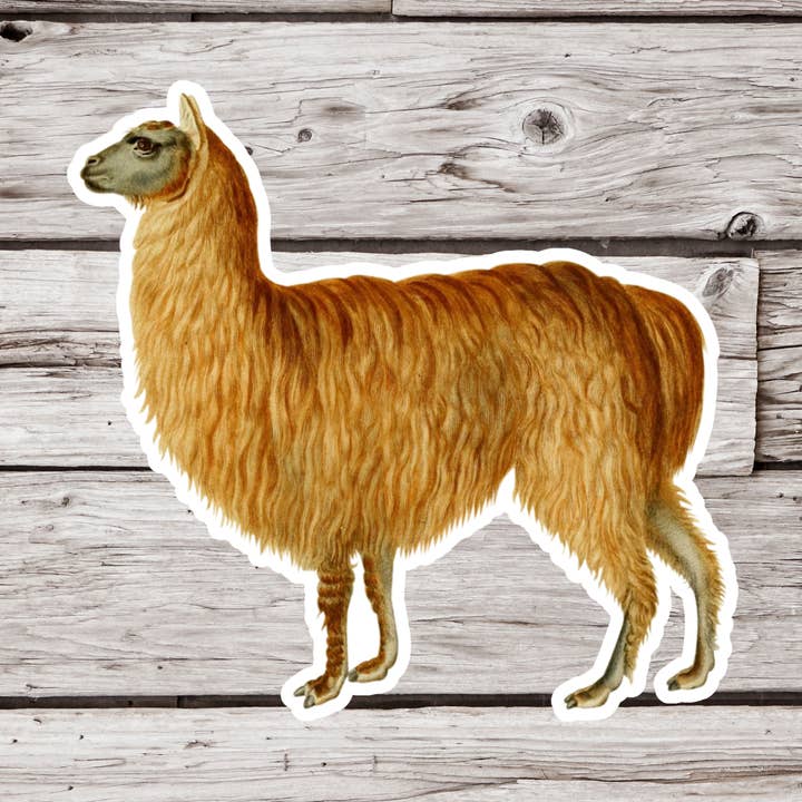 NatureCuts - Wholesale Sticker - Alpaca Sticker, Animal Sticker, Natural History Sticker0