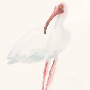 White Ibis ~ "The Professor" ~ "Oh, to Fly" ~ Giclée Print for wholesale by Holly Wach Art LLC
