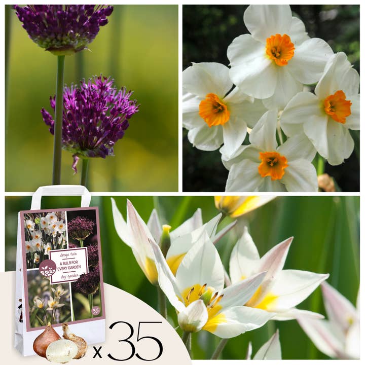 Oasis of Life - Wholesale Plant Seeds - Flower Bulb Mix – 35 Flower Bulbs for Dry & Sunny Locations – Mix of Tulipa Turkestanica, Allium Atropurpureum & Narcissus Geranium – Easy Care, Robust & Perennial
