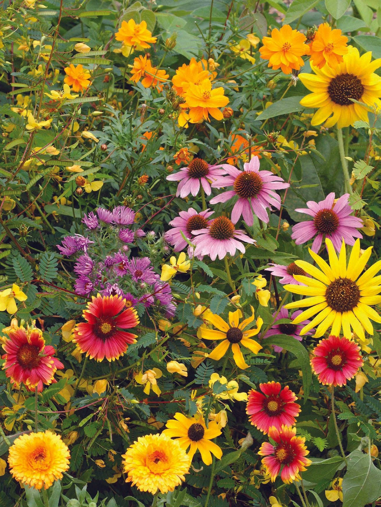Bentley Seed Co. - Vente Étiquette cadeau - Étiquette cadeau de couronne de Noël avec oiseaux - Oiseau & Papillon Fleur sauvage13