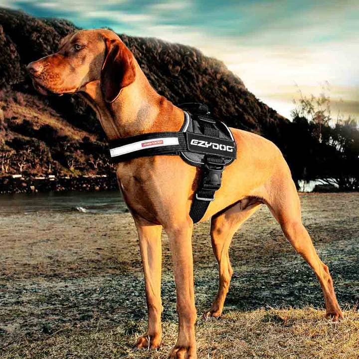 Burgundy Ezydog Convert Harness (Burgundy) for wholesale on Faire