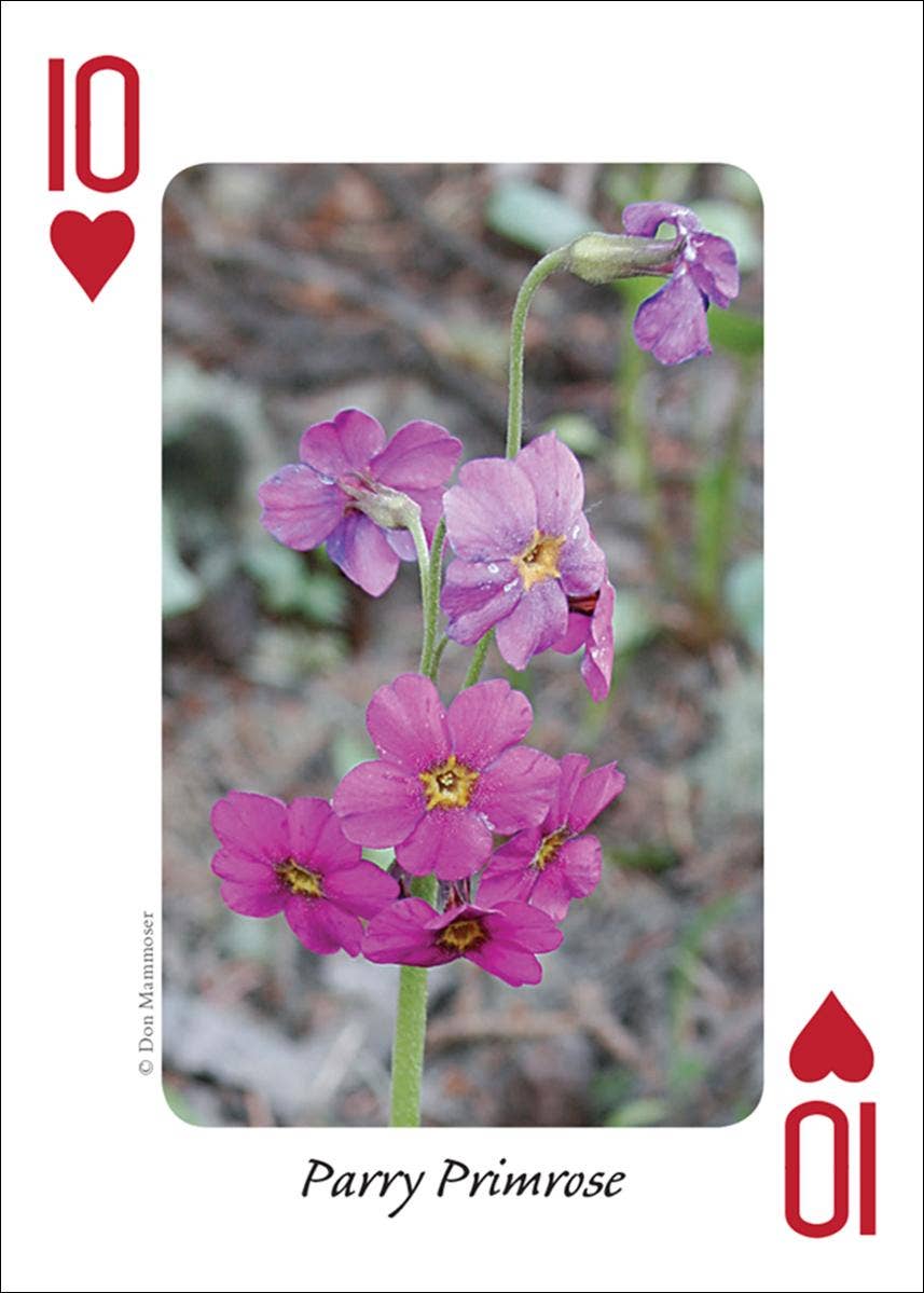 AdventureKEEN - Wholesale Playing Cards - Wildflowers of Rocky Mountains Playing Cards5