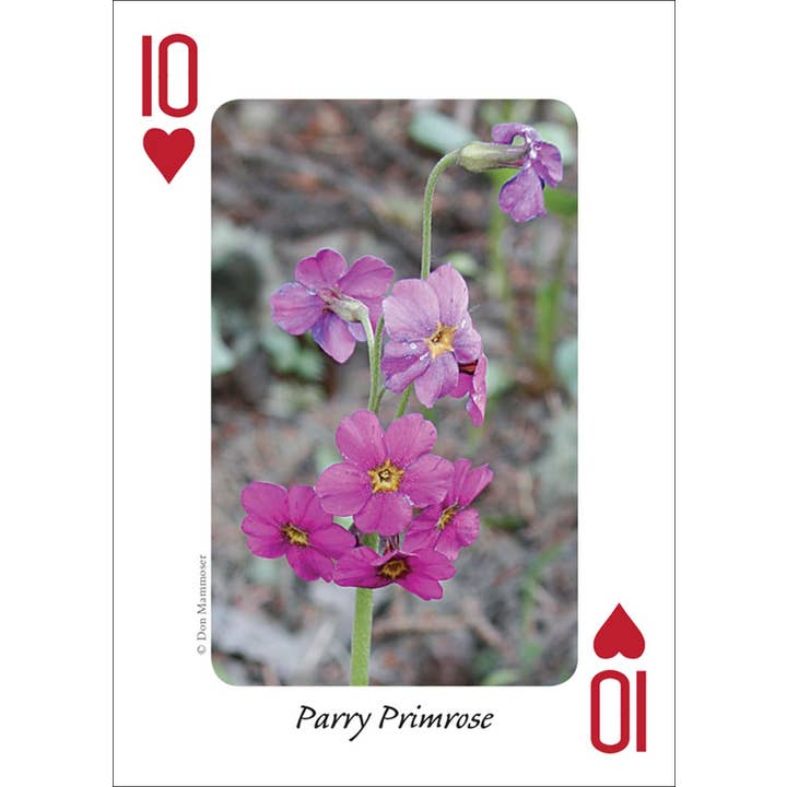 AdventureKEEN - Wholesale Playing Cards - Wildflowers of Rocky Mountains Playing Cards5
