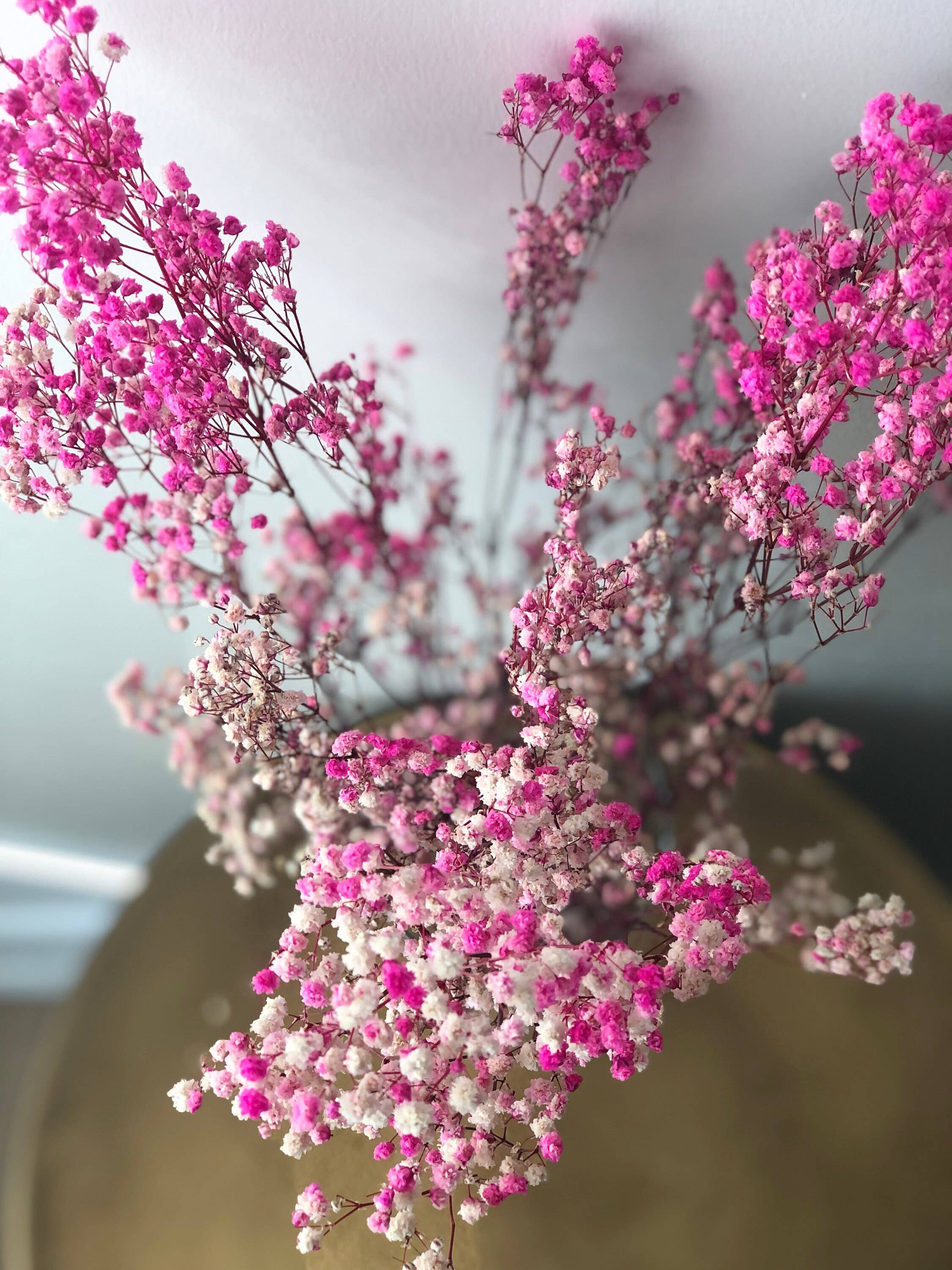 MY BOUQUETS – wholesale Dried/pressed flowers – Baby's Breath, Gypsophila Preserved Pink Color, Dried Flower1