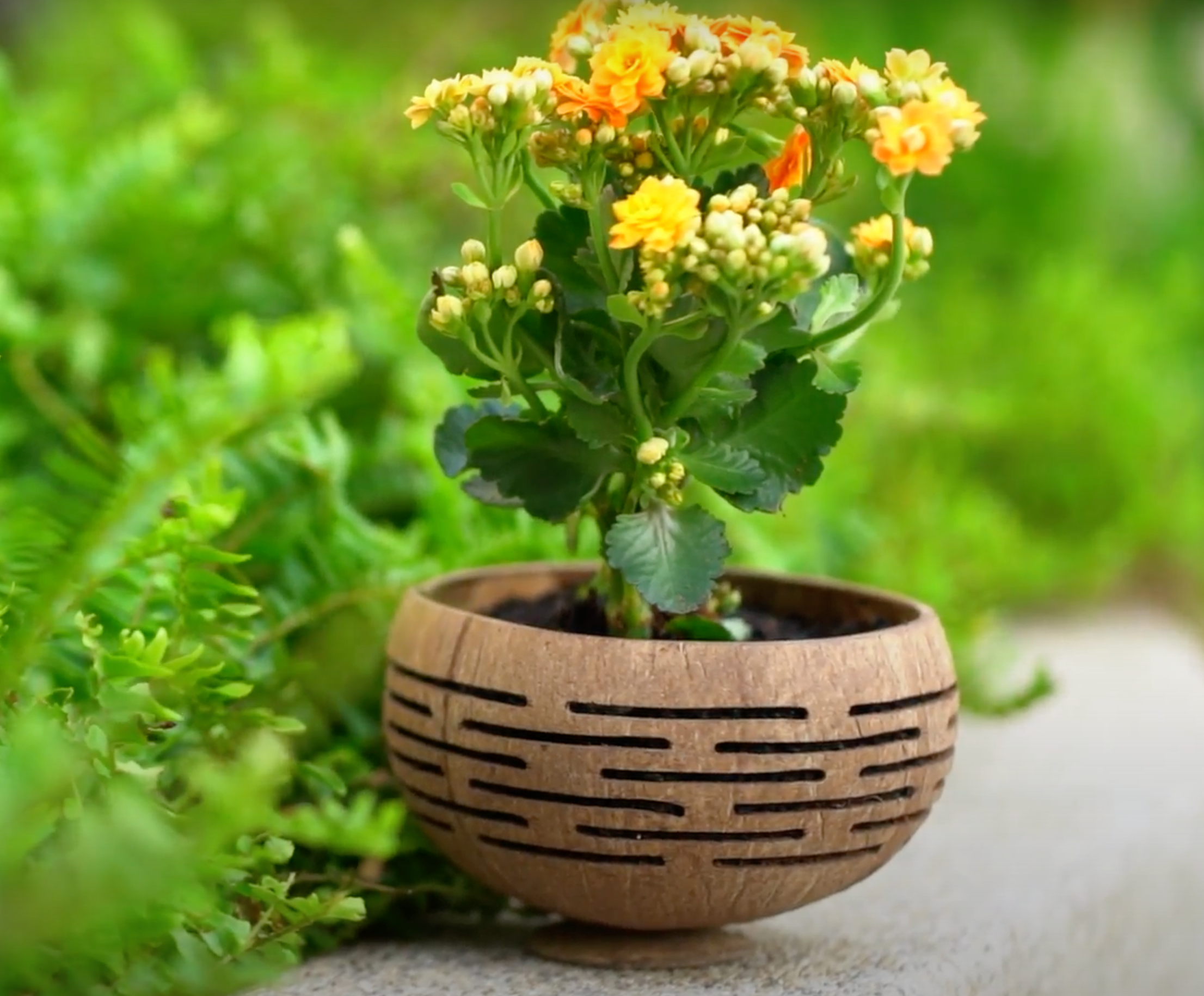 Rainforest Bowls - Wholesale Plant Pot - Horizons Coconut Planter2