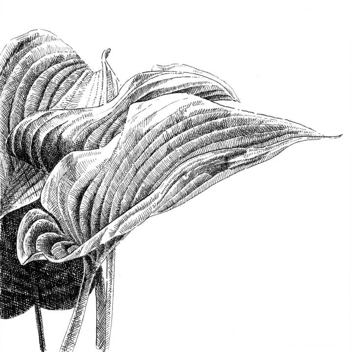 Hosta 1 for wholesale by Paperglee, LLC