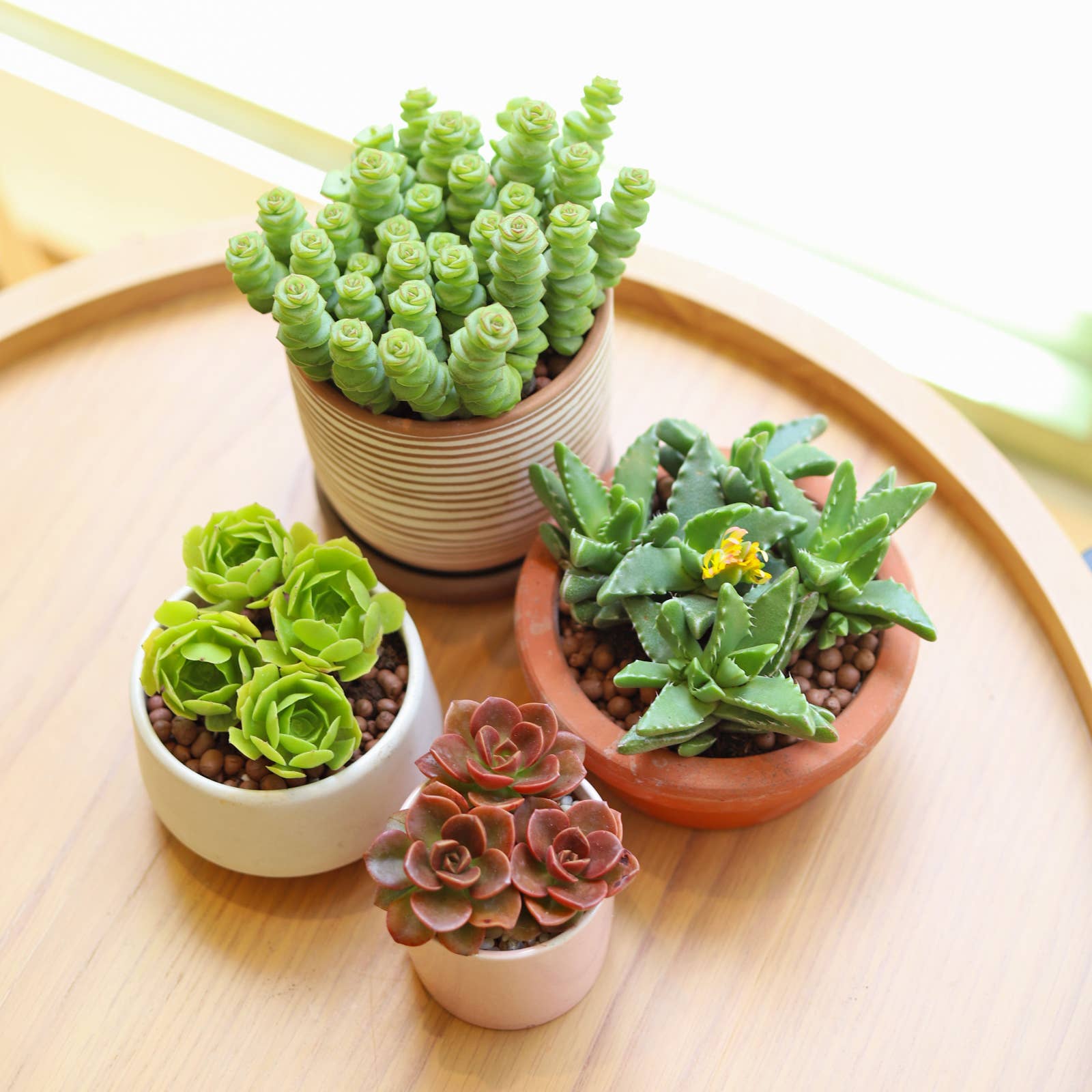Best Plant Friend - Wholesale Succulent - Crassula Baby Necklace - Live Succulents Plant 2/4 inch Pot12