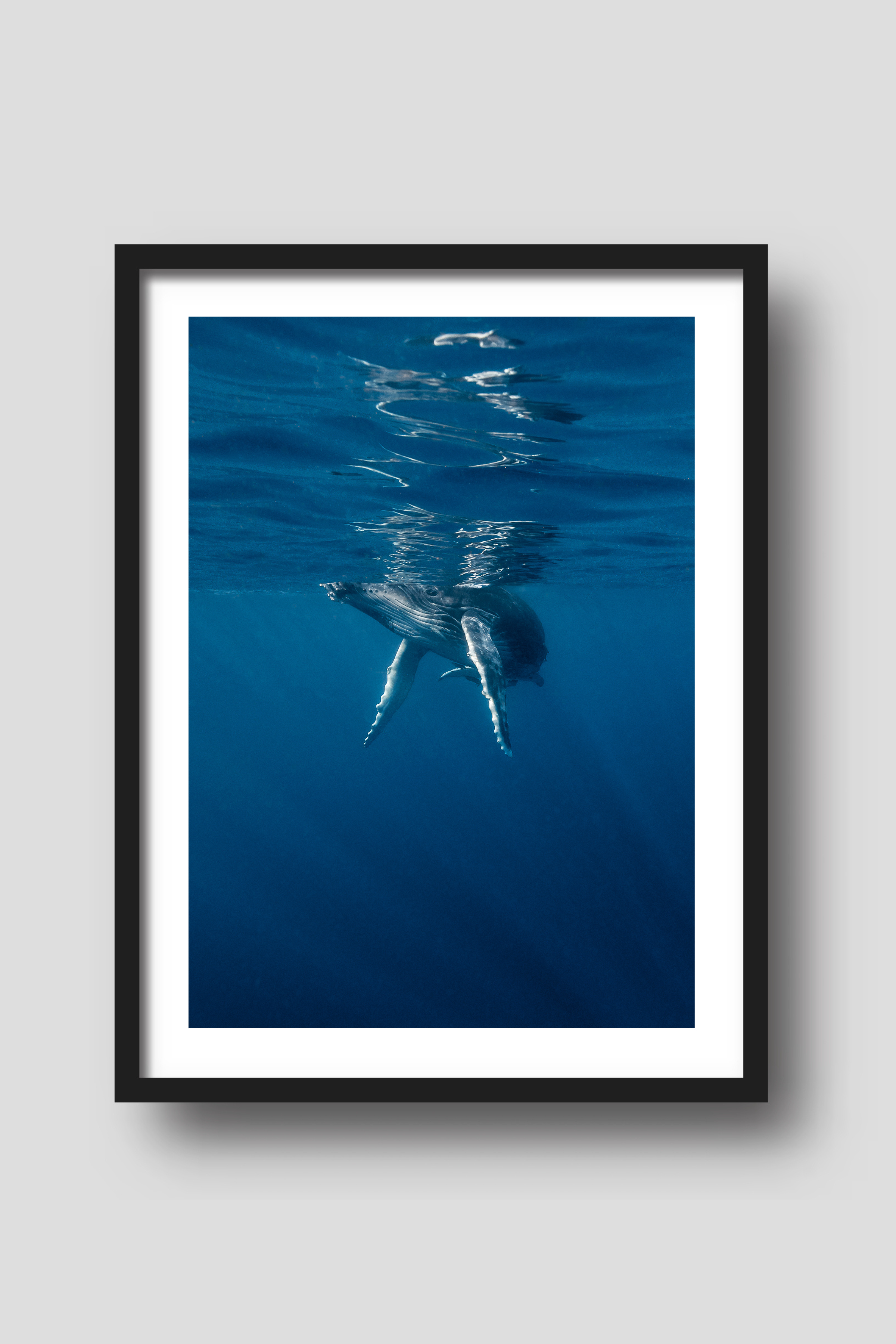 Above And Below Gallery - Venta al por mayor Ilustración - Fotografía de ballenato jorobado azul0