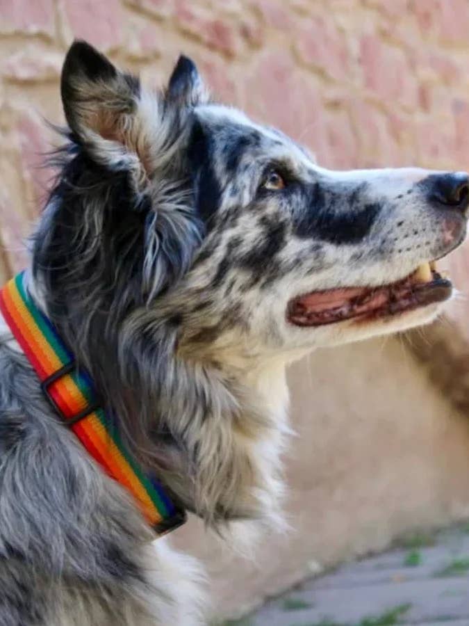 Coleira artesanal em fita para cão - tecida Rainbow por atacado de Leenia