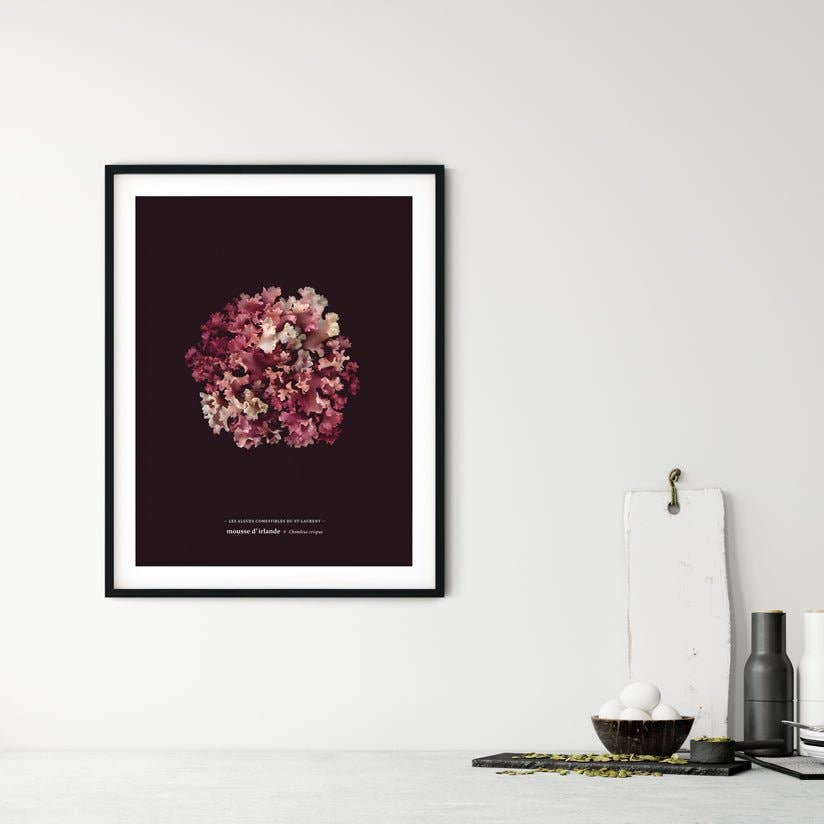 Raoul & Simone - Wholesale Art print - Irish Moss - La Pourpre (Chondrus crispus)2