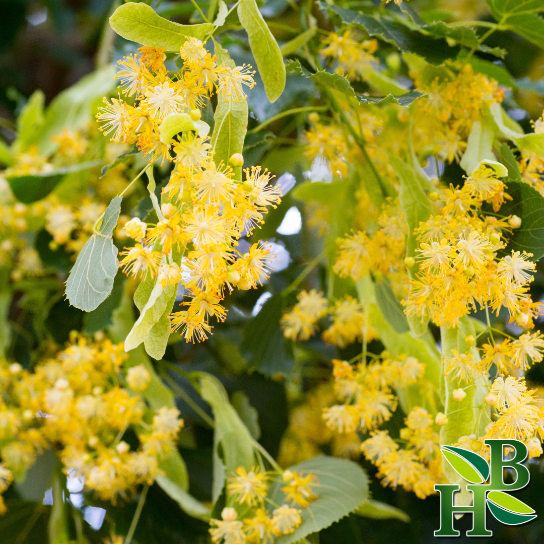 Herb To Body – Ervas por atacado – Flores de Tília C/S2