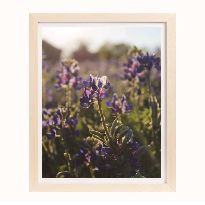 Texas Bluebonnets Print voor wholesale door Wild and Wandering co.