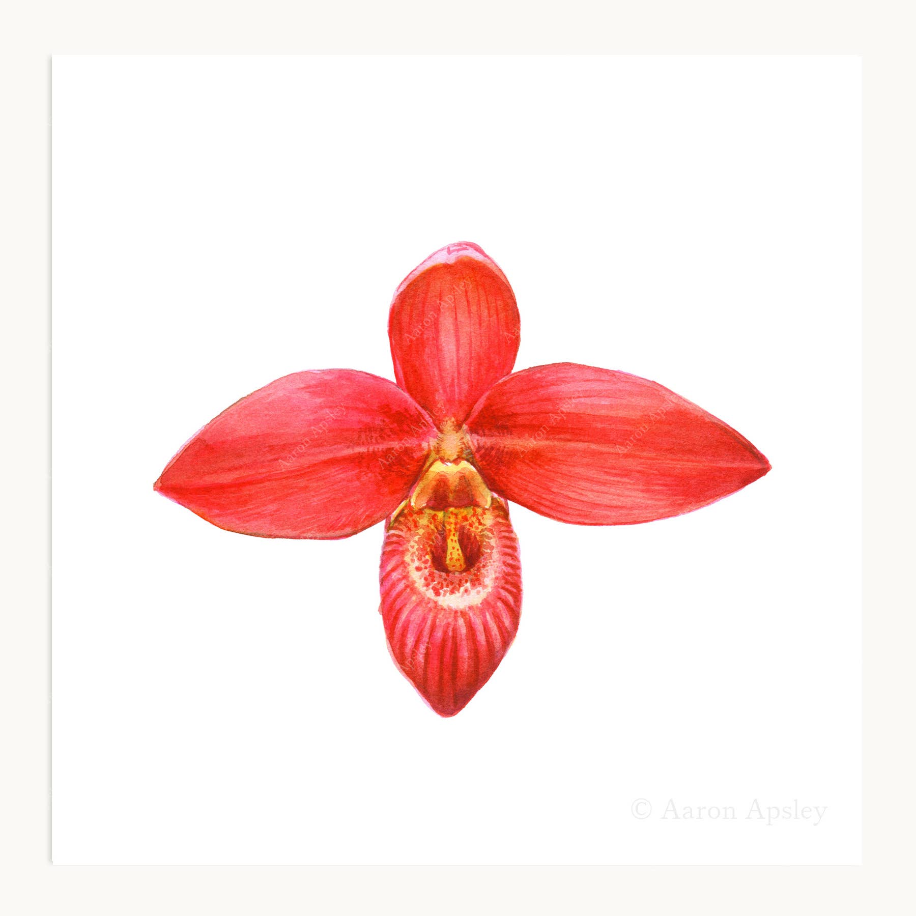 Aaron Apsley Artwork - Wholesale Art Print - Orchid Flower Print - 8"x8"8