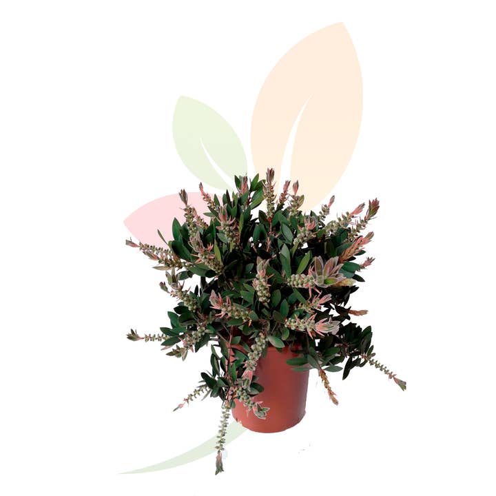 VIVERCID - Wholesale Live Plant - Callistemon Laevis2