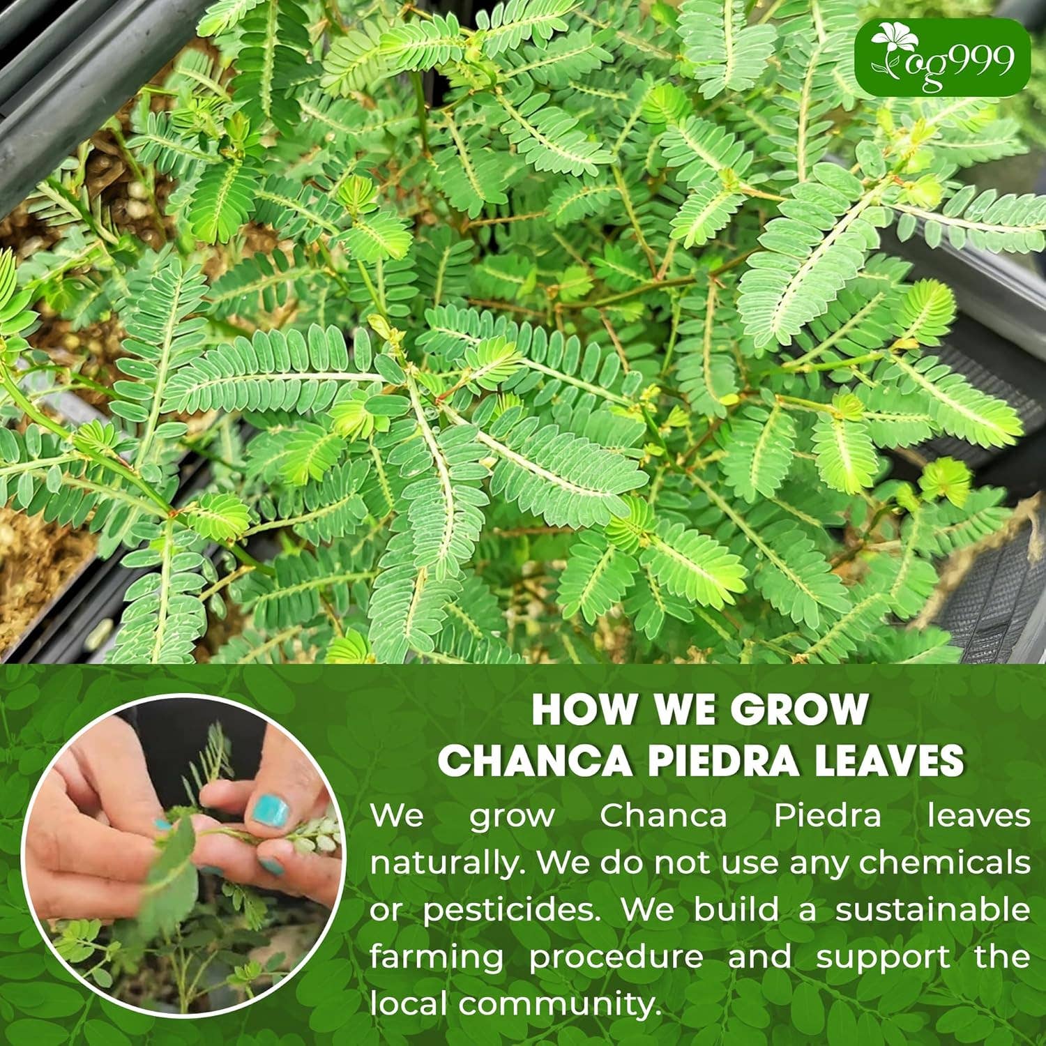 Naomi's Happy Place Shop - Wholesale Health/Detox Tea - Dried Chanca Piedra Leaves, Chanca Piedra Tea “Stone Breaker” Tea Bags4