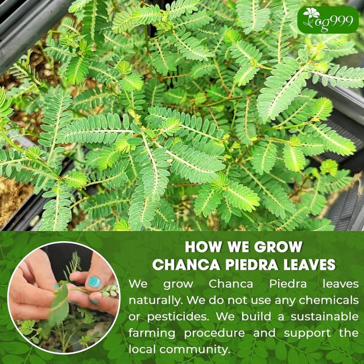 Naomi's Happy Place Shop - Wholesale Health/Detox Tea - Dried Chanca Piedra Leaves, Chanca Piedra Tea “Stone Breaker” Tea Bags4