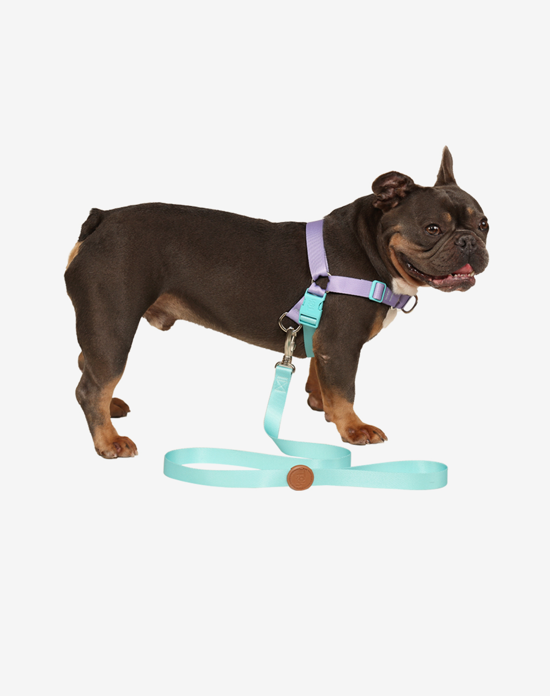 Toh - Wholesale Pet Leash - Dog - Dog Leash S Maresia3