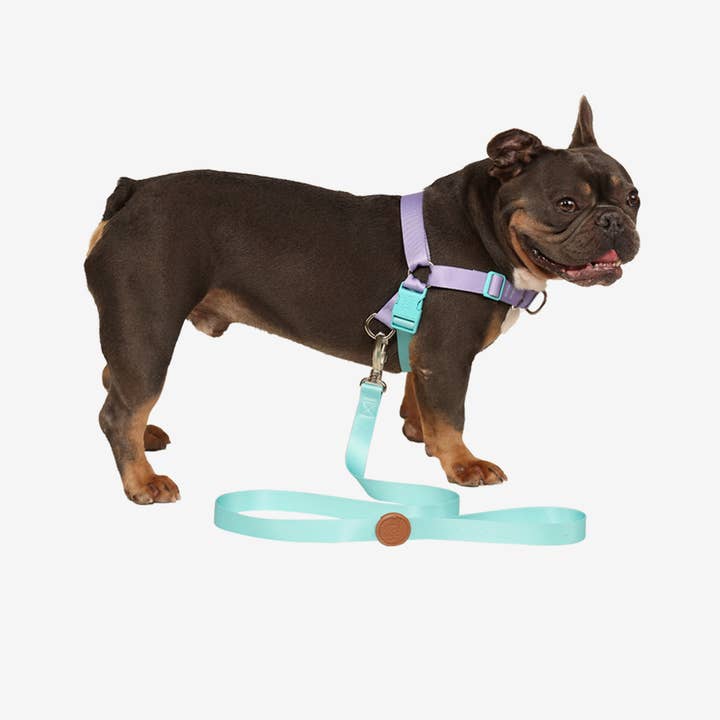 Toh - Wholesale Pet Leash - Dog - Dog Leash S Maresia3