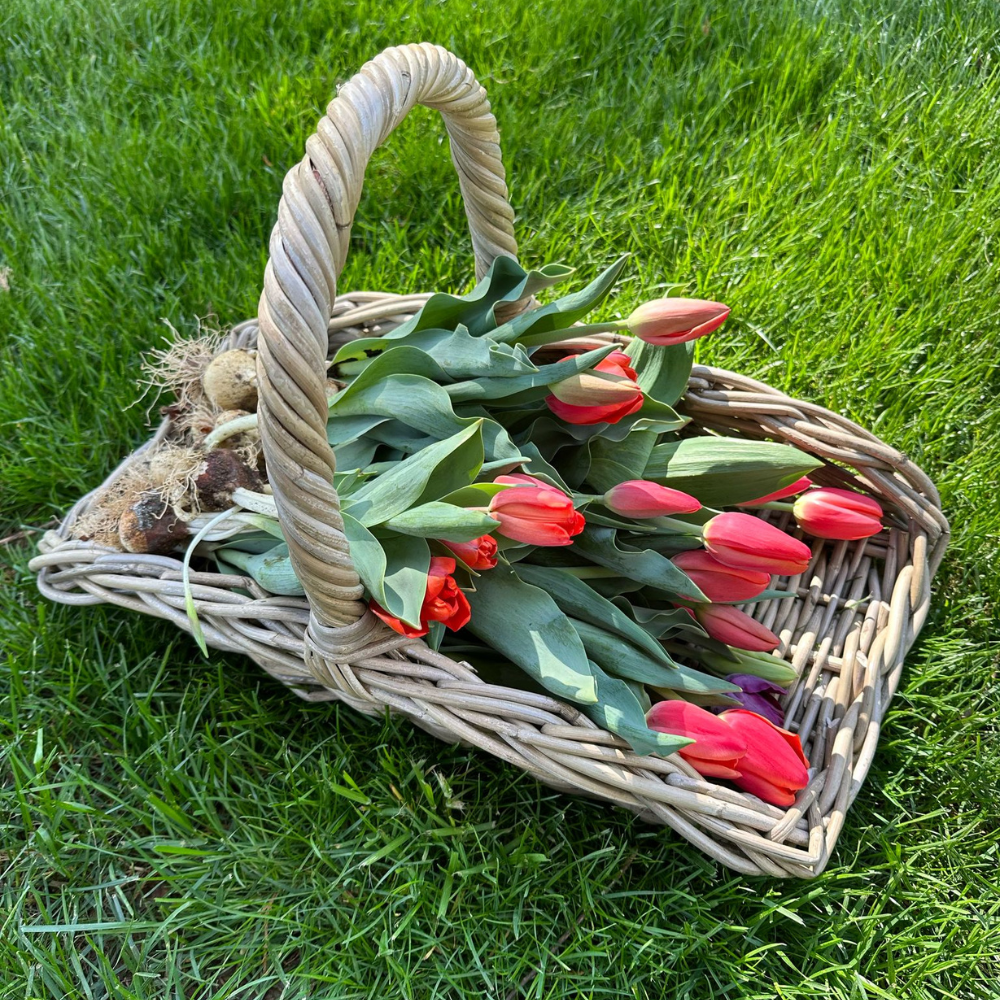 Basketly - Vente Paniers - Panier Trug de Jardin en Rotin4