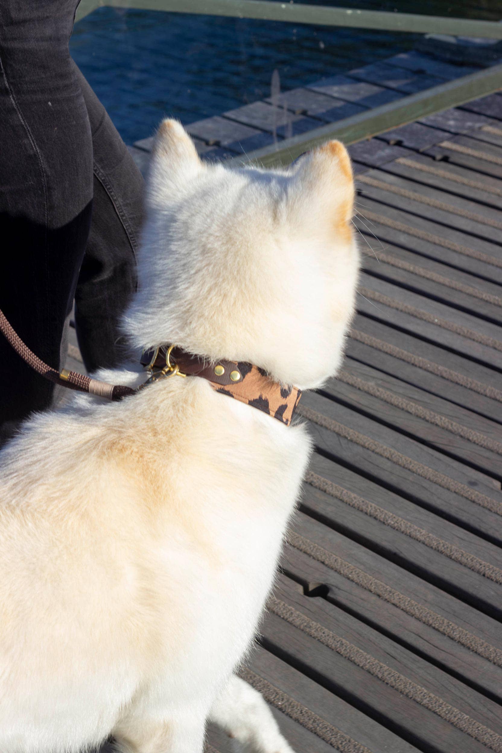 Atelier Markiz - Wholesale Pet Collar - Dog - Wild Necklace4