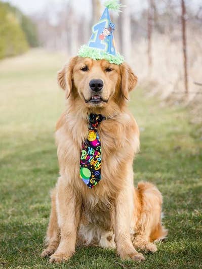 Happy Birthday Dog Tie for wholesale by Pawtastic Bandanas