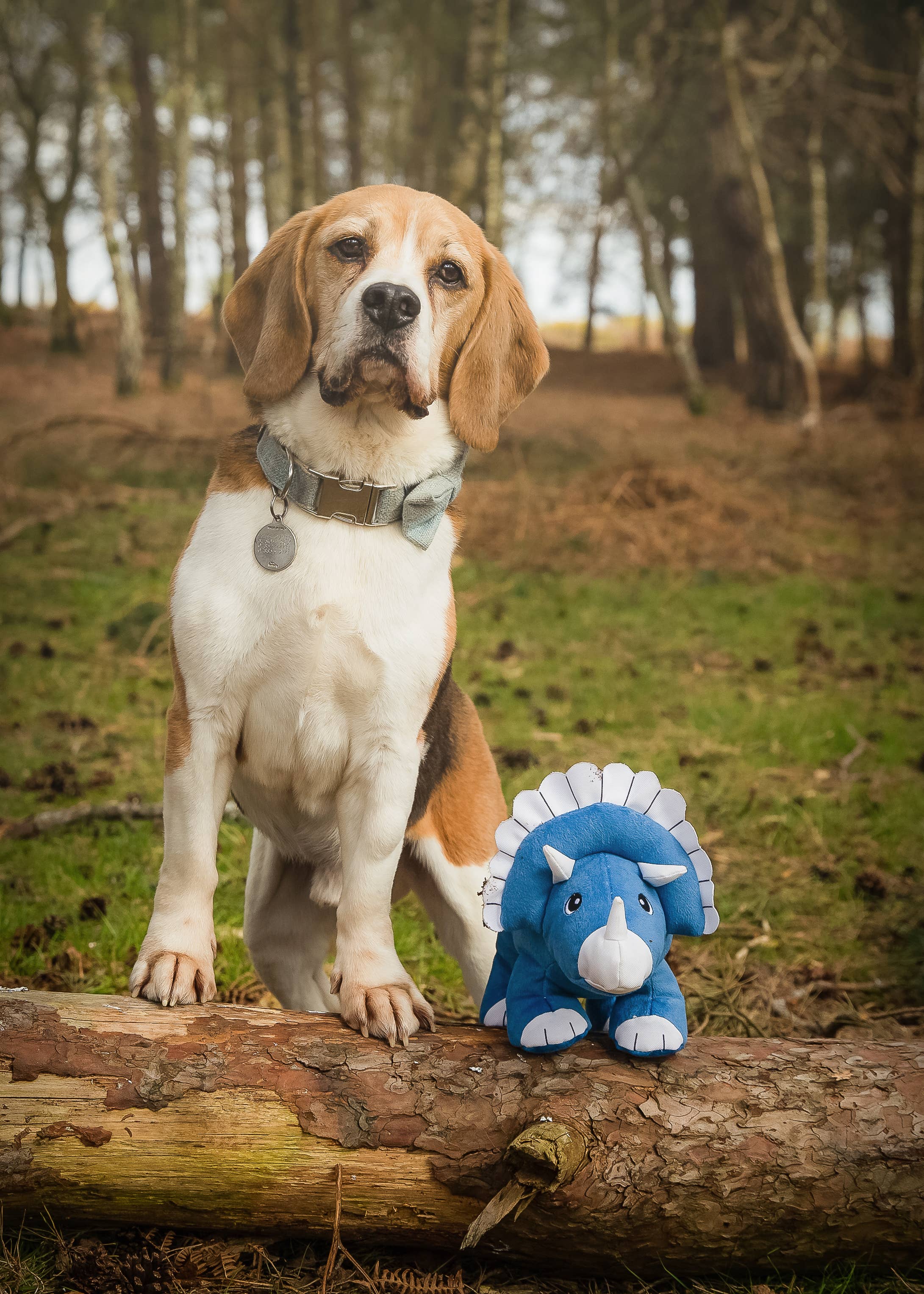 Sustainapaws - Vente Peluche – chien - Jouet en peluche écologique en plastique recyclé à double couche de dinosaure5