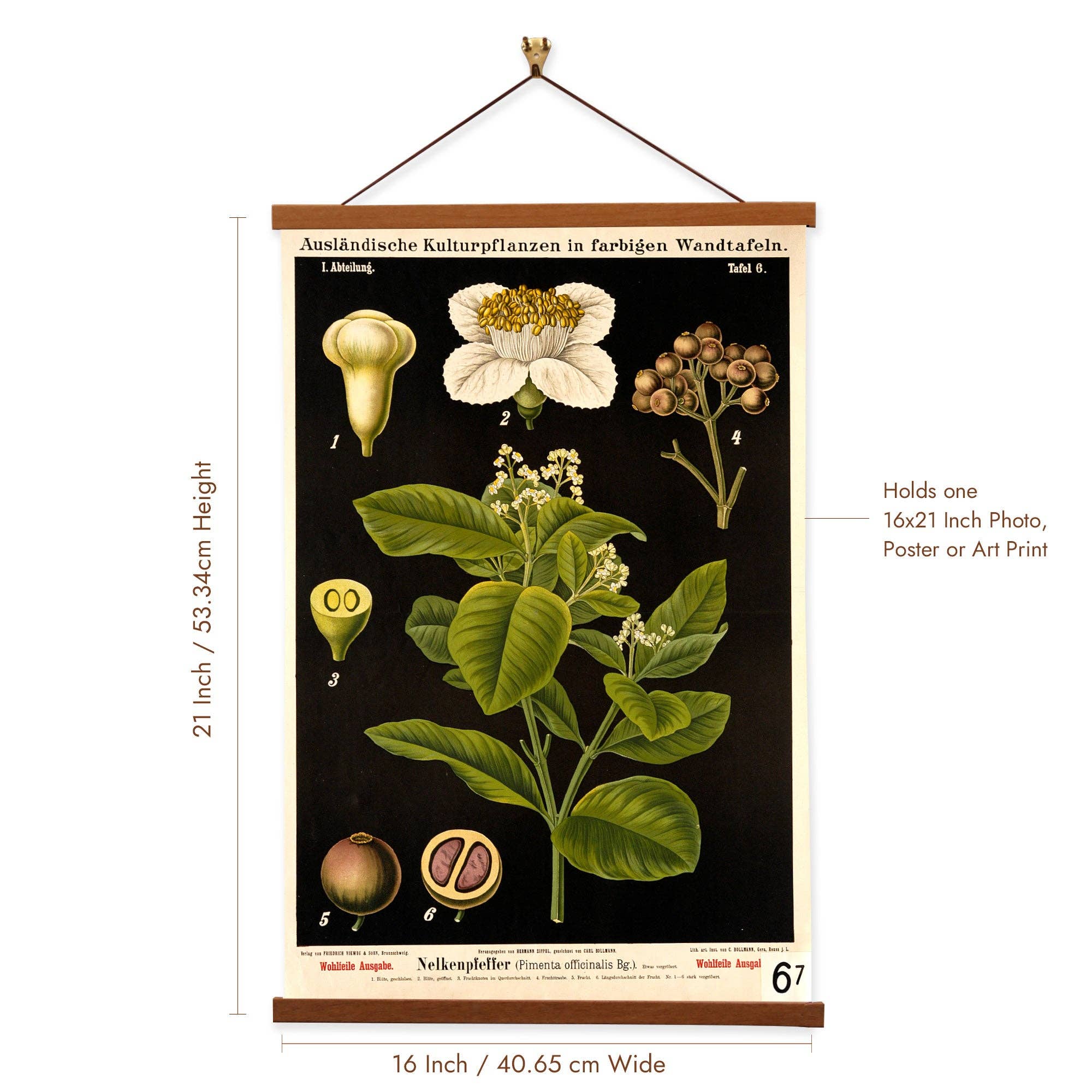 Vintage Banners - Vente Affiche d'art - Art mural en toile botanique florale Zippel imprimé poivre de Jamaïque0