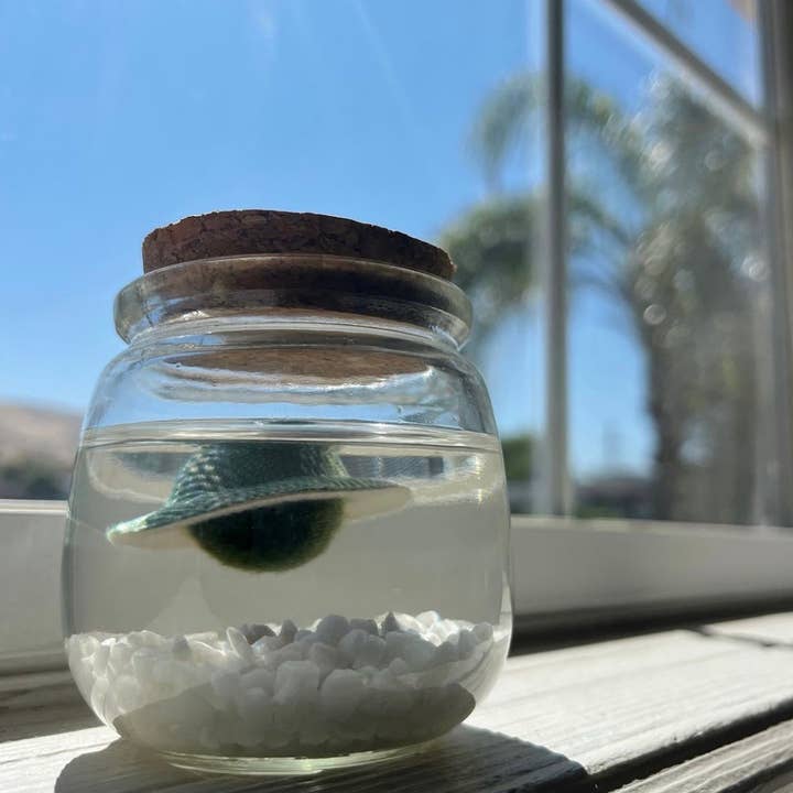 Classic Medium Marimo Moss Ball Terrarium for wholesale by Moss Amigos | Moss Ball Terrariums