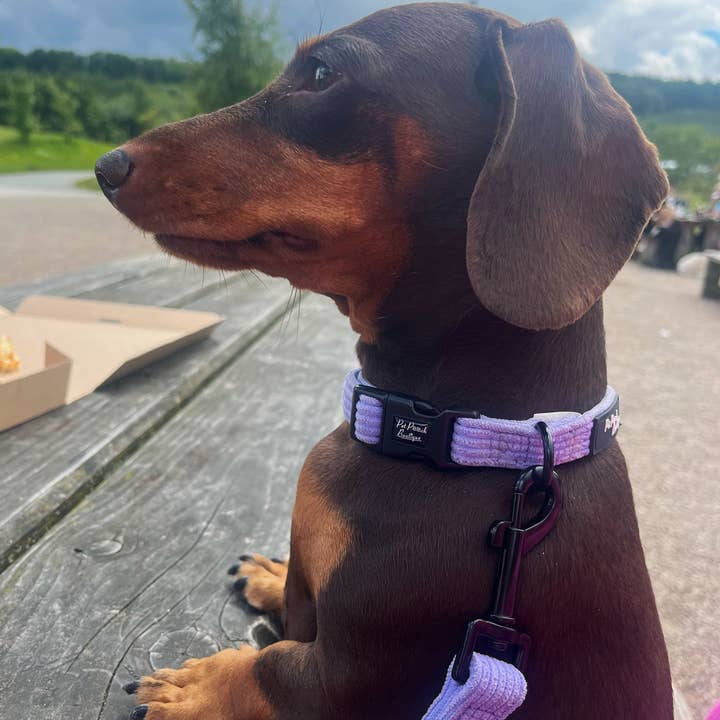 Pet Pooch Boutique - Wholesale Pet Collar - Dog - Pastel Purple Cord Puppy or Dog Collar - sizes XS - L (soft)