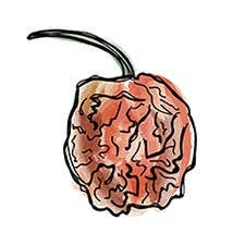 Welshhomestead Smokery – wholesale Jam/jelly – Scotch Bonnet Mango Smoked Chilli Jam2