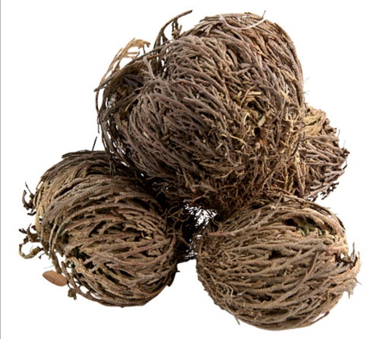 GREENROOTS USA LLC - Wholesale Dried/Pressed Flowers - Jericho Flower Set Of 3 - Rose Of Jericho, Resurrection Flow