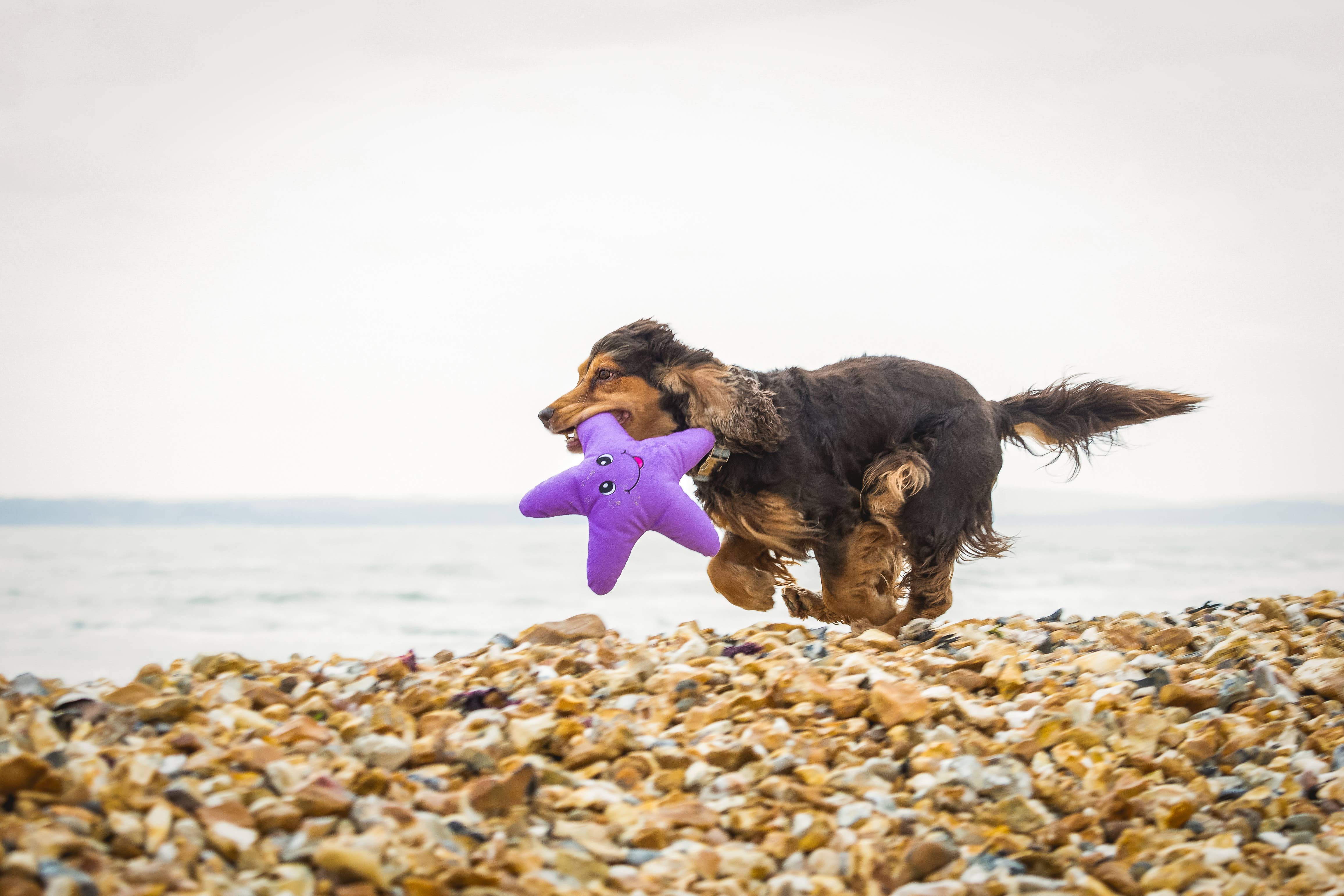 Sustainapaws – wholesale Pet plush toy – Dog – Starfish Double Layered Recycled Plastic Plush Dog Toy10