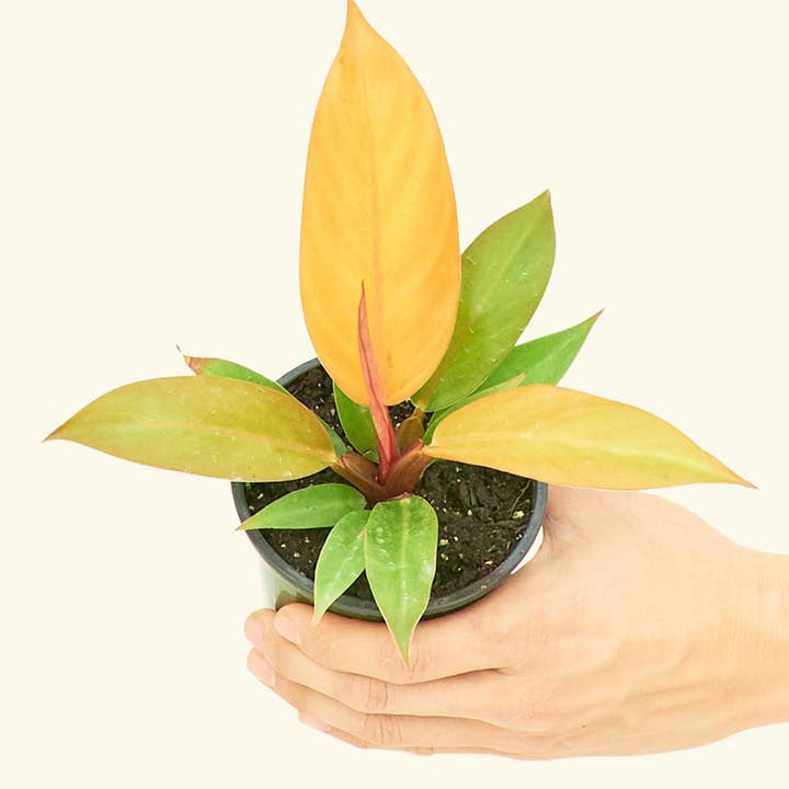 Rooted - Wholesale Live Plant - Philodendron 'Prince of Orange' (4" Pot)