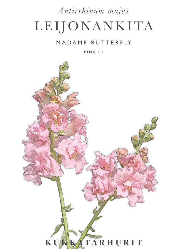 Leijonankita Madame Butterfly Rosa para venta al por mayor de Kukkatarhurit
