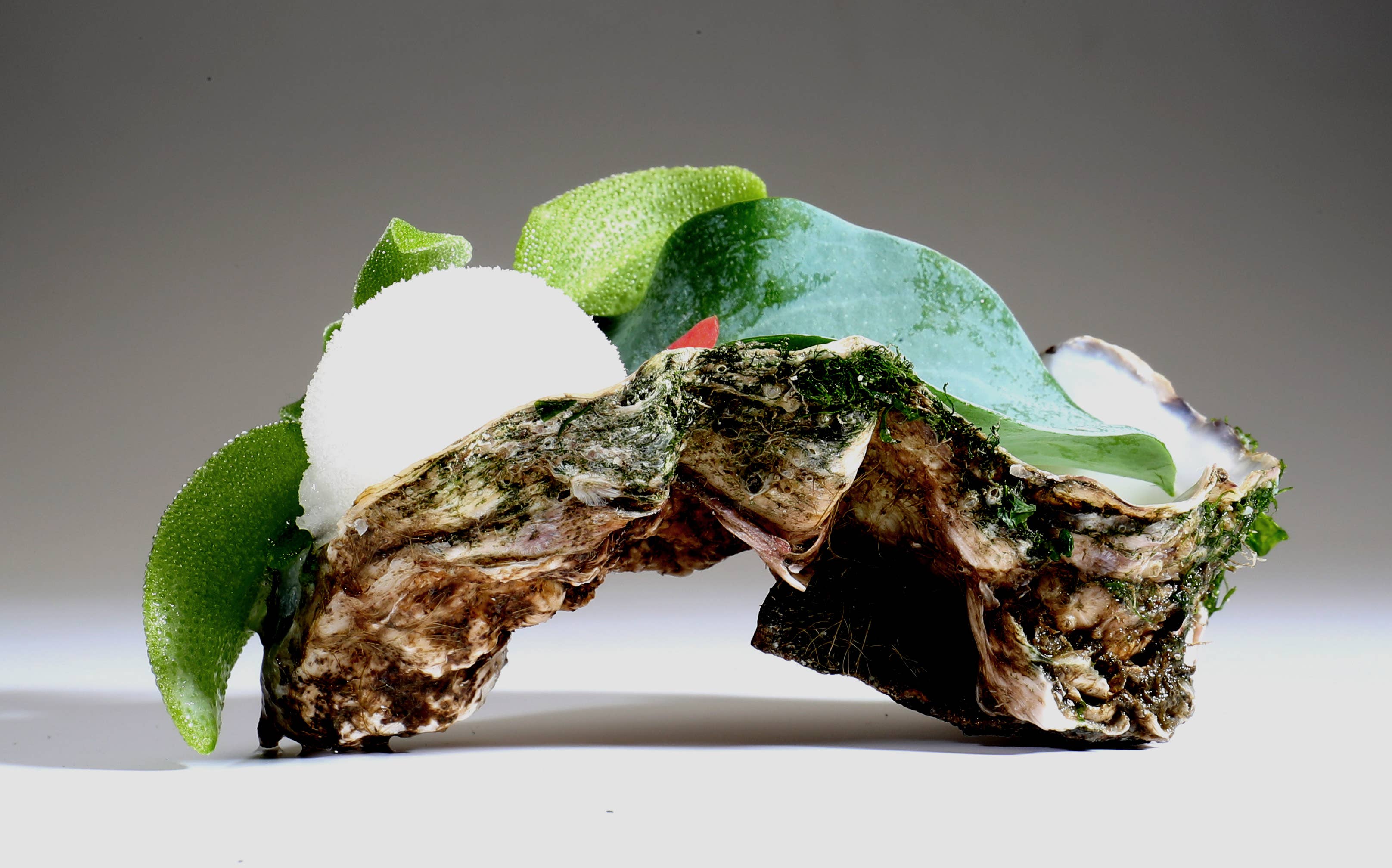 Hermit Spirits B.V. – Großhandel Gin – Hermit Dutch Coastal Gin - frisch, lebendig mit einem salzigen Touch11