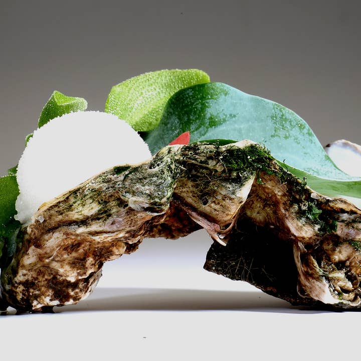 Hermit Spirits B.V. – Großhandel Gin – Hermit Dutch Coastal Gin - frisch, lebendig mit einem salzigen Touch11