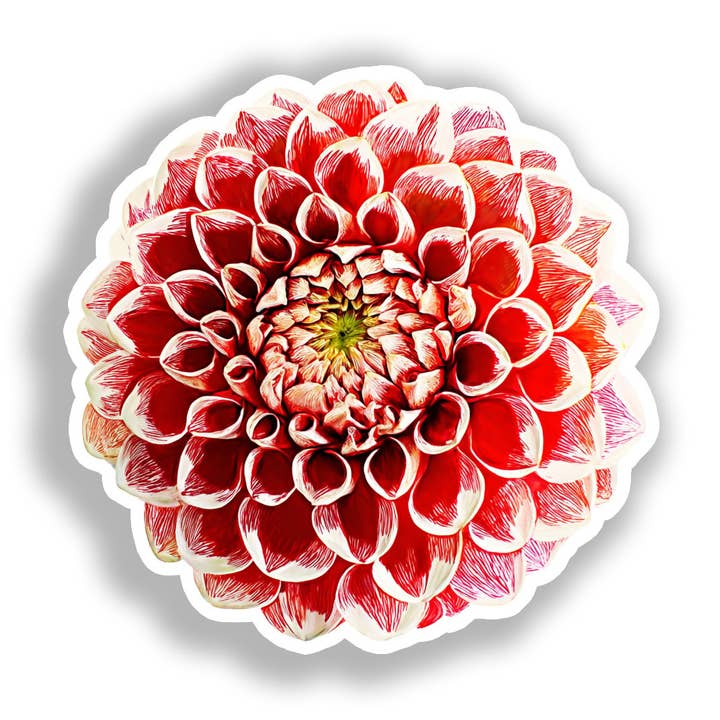 Dahlia Flower Decal Sticker # A019685 for wholesale by Yoonek Graphics