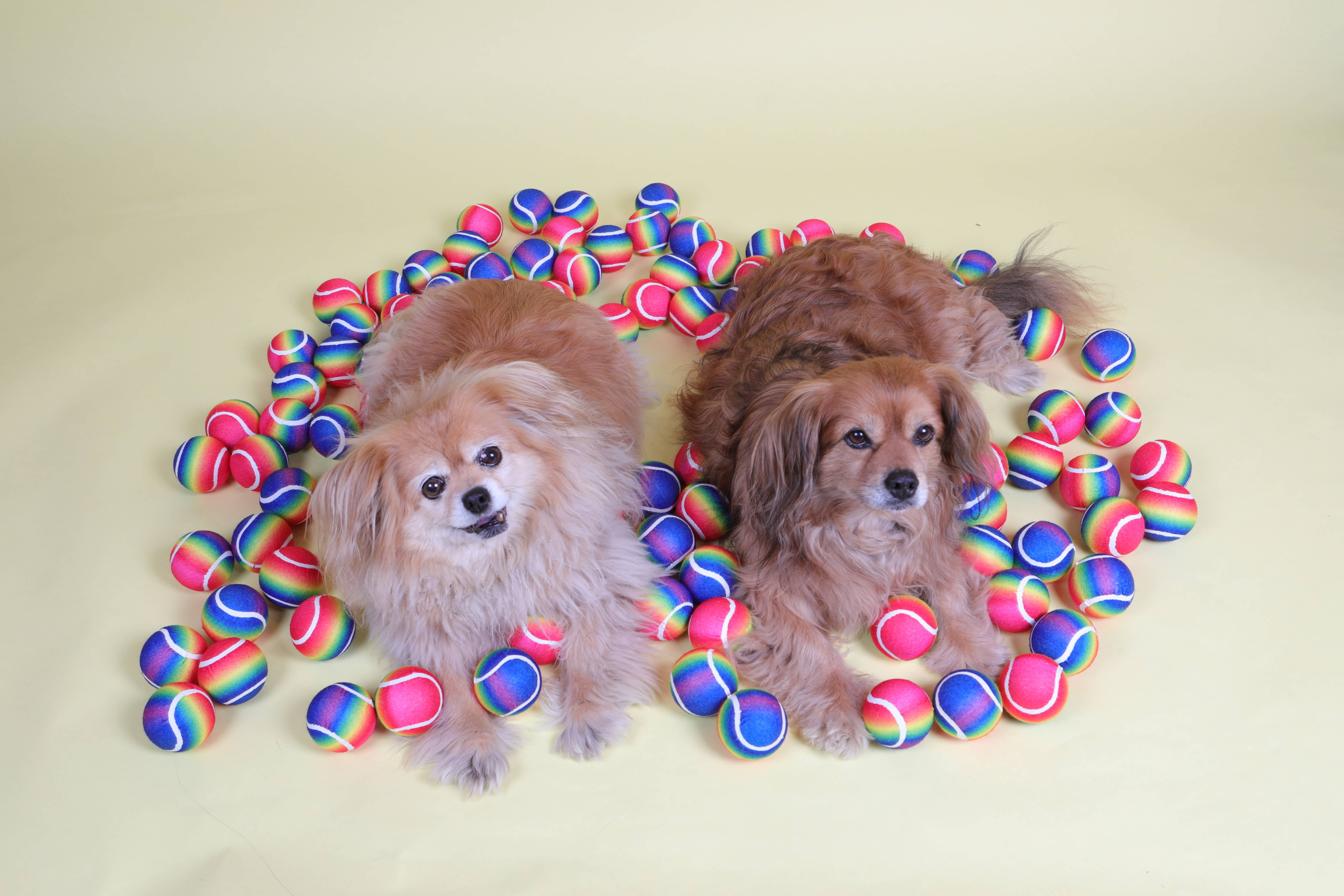 PetLondon - Wholesale Pet Fetch Ball - Dog - Rainbow Dog Tennis Balls6