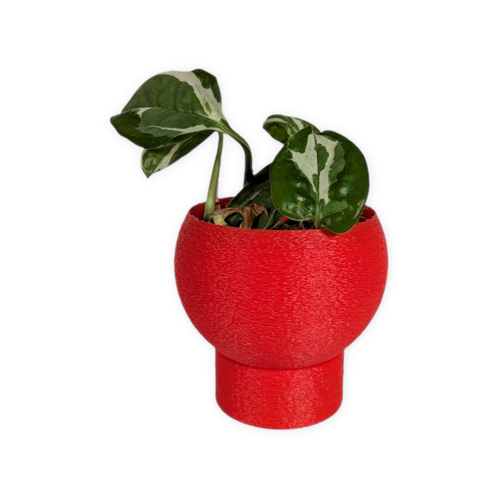 Leafprints.3d - Wholesale Plant Pot - The Petal – 2 Inch Planter with Drip Tray1
